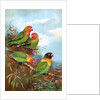 Red headed parrots in natural habitat by Anonymous
