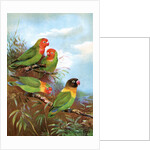 Red headed parrots in natural habitat by Anonymous