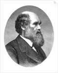 Portrait of Charles Darwin from The Origin of Species by Anonymous