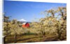 sunrise Mt.Hood and old red barn, Hood River Valley and apple blossoms, Hood River Oregon, Columbia by Anonymous