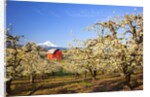 sunrise Mt.Hood and old red barn, Hood River Valley and apple blossoms, Hood River Oregon, Columbia by Anonymous