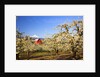 sunrise Mt.Hood and old red barn, Hood River Valley and apple blossoms, Hood River Oregon, Columbia by Anonymous