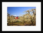 sunrise Mt.Hood and old red barn, Hood River Valley and apple blossoms, Hood River Oregon, Columbia by Anonymous
