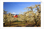 sunrise Mt.Hood and old red barn, Hood River Valley and apple blossoms, Hood River Oregon, Columbia by Anonymous