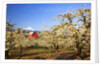 sunrise Mt.Hood and old red barn, Hood River Valley and apple blossoms, Hood River Oregon, Columbia by Anonymous