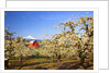 sunrise Mt.Hood and old red barn, Hood River Valley and apple blossoms, Hood River Oregon, Columbia by Anonymous