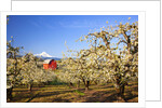 sunrise Mt.Hood and old red barn, Hood River Valley and apple blossoms, Hood River Oregon, Columbia by Anonymous