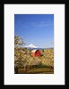 sunrise Mt.Hood and old red barn, Hood River Valley and apple blossoms, Hood River Oregon, Columbia by Anonymous