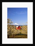 sunrise Mt.Hood and old red barn, Hood River Valley and apple blossoms, Hood River Oregon, Columbia by Anonymous