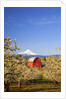 sunrise Mt.Hood and old red barn, Hood River Valley and apple blossoms, Hood River Oregon, Columbia by Anonymous