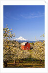 sunrise Mt.Hood and old red barn, Hood River Valley and apple blossoms, Hood River Oregon, Columbia by Anonymous
