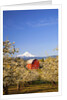 sunrise Mt.Hood and old red barn, Hood River Valley and apple blossoms, Hood River Oregon, Columbia by Anonymous