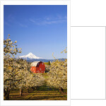 sunrise Mt.Hood and old red barn, Hood River Valley and apple blossoms, Hood River Oregon, Columbia by Anonymous