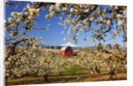 sunrise Mt.Hood and old red barn, Hood River Valley and apple blossoms, Hood River Oregon, Columbia by Anonymous