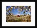 sunrise Mt.Hood and old red barn, Hood River Valley and apple blossoms, Hood River Oregon, Columbia by Anonymous