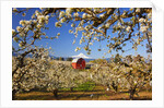 sunrise Mt.Hood and old red barn, Hood River Valley and apple blossoms, Hood River Oregon, Columbia by Anonymous