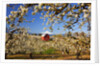 sunrise Mt.Hood and old red barn, Hood River Valley and apple blossoms, Hood River Oregon, Columbia by Anonymous