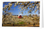 sunrise Mt.Hood and old red barn, Hood River Valley and apple blossoms, Hood River Oregon, Columbia by Anonymous