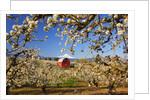 sunrise Mt.Hood and old red barn, Hood River Valley and apple blossoms, Hood River Oregon, Columbia by Anonymous