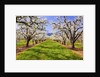 apple blossoms and Mt.Hood, Hood River, Oregon, Columbia River Gorge, Pacific Northwest. by Anonymous