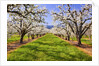 apple blossoms and Mt.Hood, Hood River, Oregon, Columbia River Gorge, Pacific Northwest. by Anonymous