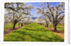 apple blossoms and Mt.Hood, Hood River, Oregon, Columbia River Gorge, Pacific Northwest. by Anonymous