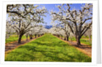 apple blossoms and Mt.Hood, Hood River, Oregon, Columbia River Gorge, Pacific Northwest. by Anonymous