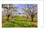 apple blossoms and Mt.Hood, Hood River, Oregon, Columbia River Gorge, Pacific Northwest. by Anonymous