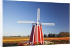 tulips field, Wooden Shoe Tulip Farm, Woodburn Oregon. have property release. by Anonymous
