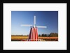 tulips field, Wooden Shoe Tulip Farm, Woodburn Oregon. have property release. by Anonymous