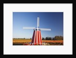 tulips field, Wooden Shoe Tulip Farm, Woodburn Oregon. have property release. by Anonymous