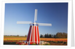 tulips field, Wooden Shoe Tulip Farm, Woodburn Oregon. have property release. by Anonymous