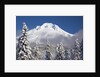 winter snow adds beauty to Mt. Hood, Oregon. Oregon Cascades. by Anonymous