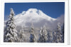 winter snow adds beauty to Mt. Hood, Oregon. Oregon Cascades. by Anonymous