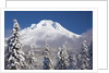 winter snow adds beauty to Mt. Hood, Oregon. Oregon Cascades. by Anonymous