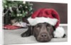 Labrador in santa hat sleeping by xmas tree by Anonymous