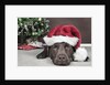 Labrador in santa hat sleeping by xmas tree by Anonymous