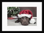 Labrador in santa hat sleeping by xmas tree by Anonymous