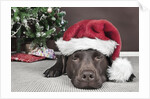 Labrador in santa hat sleeping by xmas tree by Anonymous