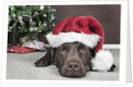Labrador in santa hat sleeping by xmas tree by Anonymous