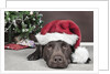 Labrador in santa hat sleeping by xmas tree by Anonymous