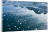 Arctic Ice, Svalbard by Anonymous