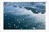 Arctic Ice, Svalbard by Anonymous