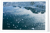 Arctic Ice, Svalbard by Anonymous