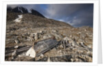 Trappers Hut, Svalbard, Norway by Anonymous