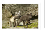Arctic Fox, Svalbard, Norway by Anonymous
