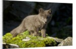 Arctic Fox, Svalbard, Norway by Anonymous