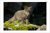 Arctic Fox, Svalbard, Norway by Anonymous