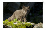 Arctic Fox, Svalbard, Norway by Anonymous