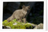 Arctic Fox, Svalbard, Norway by Anonymous